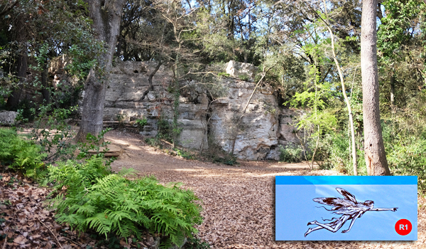 Bosc de Les Estunes